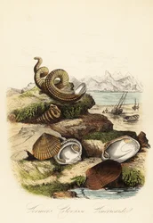 Immagine sconosciuta