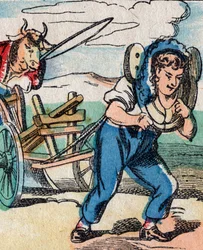 Mondo alla rovescia: buoi che guidano l