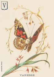 Vanessa (Vanessa cardui o Vanessa del cardo)