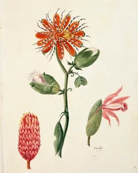 Orchidea vaniglia (vanilla planifolia) di Lejeune