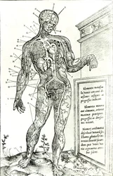Sistema vascolare secondo Charles Etienne, da De dissectione partium corporis humani libri tres, 1545