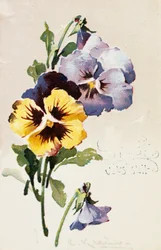 Cartolina francese vintage con decorazioni floreali