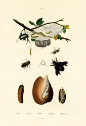Voluta