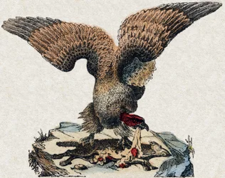 Avvoltoio. Incisione in "Alfabeto degli animali selvatici". 9a Serie. Immagini di Epinal, Pellerin, stampatore-editore, circa 1870. Incisioni su legno, stencil. 16 pagine. Dim: 20 x 15 cm. Collezione privata