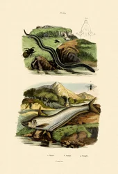 Siluro