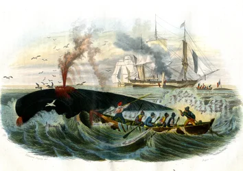 Pesca alla balena - Tavola estratta da Storia Naturale di Bernard Germain de Lacepede, edizione P.Furme, Parigi
