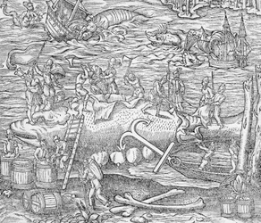 La pesca delle balene, illustrazione da "Cosmographie Universelle", di Andre de Thevet