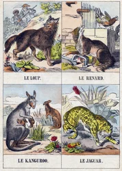 Lupo; Volpe; Canguro; Giaguaro