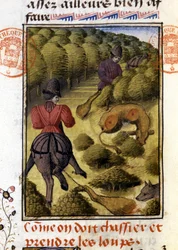 Caccia al lupo - in 