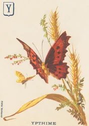 Ypthime (Apatura ilia o Piccolo Marte cangiante)