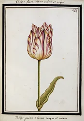 Tulipano giallo con striature rosse e nere, c.1700