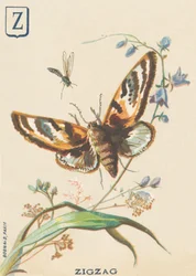 Zigzag (Lymantria dispar o Bombice disparato)