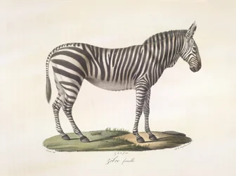 Zebra femmina, da Histoire Naturelle des Mammifères