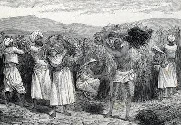 Raccolta di salsapariglia comune o smilace ruvida in Perù (incisione) 1888