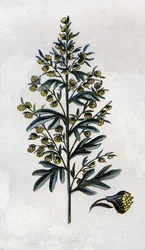 illustrazione in Mon docteur - traite de medecine et d