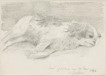 Studi di cani