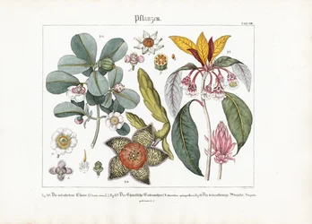 Piante ornamentali esotiche: Clusia, Enkianthus e Stapelia