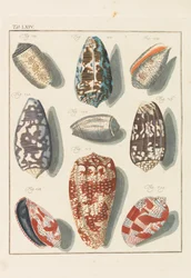 Neues systematisches Conchylien-Cabinet, 1768