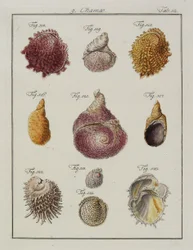 Conchiglie marine: Chamae, Pinnae, da Neues systematisches Conchylien-Cabinet