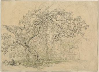 Boschetto di alberi (verso)