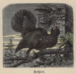 Gallo cedrone