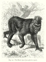 La scimmia nera (Cynocephalus Niger) (incisione)
