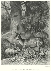 Il daino (Dama Vulgaris) (incisione)