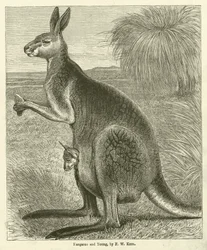 Canguro e cucciolo