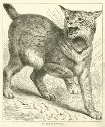 La lince