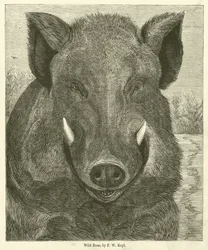 Cinghiale