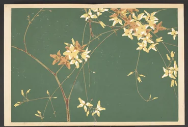 Shasei sôka môyô, Modelli di piante e fiori dal vivo