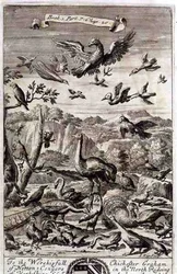 Una varietà di uccelli, illustrazione dal Libro 1 Parte 7 Capitolo 20 di 