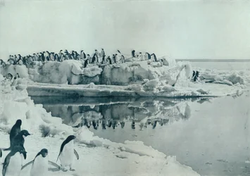 Pinguini sul Ghiaccio, c. 1911, 1913