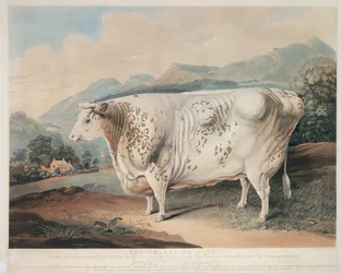 La rosa dello Yorkshire, inciso da C. Turner, 1838