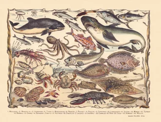 Pagina 16: Meduse, focena, aringa, tonno, sgombro, squalo, cefalo, polpo, sardine, aragosta, seppia, merluzzo, rombo, barba, granchio, eremita Bernard, ostriche, capesante, asteria, piastrella, razza, sogliola, aragosta, cozze