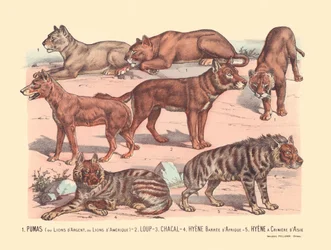 Pagina 13: Puma o leoni argentati o leoni americani, lupo, sciacallo, iena striata africana, iena asiatica