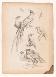 Otto uccelli cinesi, tra cui forse uccelli del paradiso (Livre des differentes espèces d