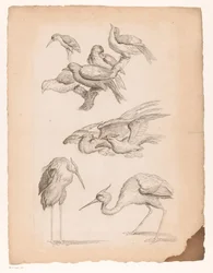 Nove uccelli cinesi, tra cui aironi e un martin pescatore (Verschillende Chinese vogels, Livre des differentes espèces d