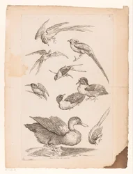 Nove uccelli cinesi, tra cui anatre, un martin pescatore e forse uccelli del paradiso (serie Verschillende Chinese vogels, Livre des differentes espèces d