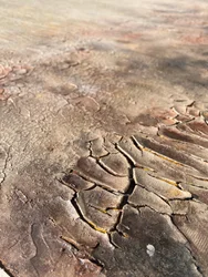 Texture "Terra screpolata"