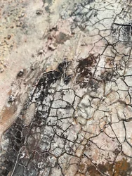Texture "Terra screpolata"