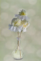 Eleganti fiori bianchi