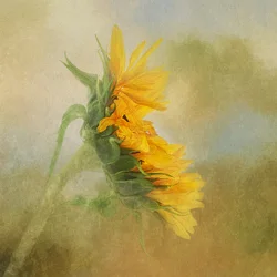 Il bagliore del girasole dorato
