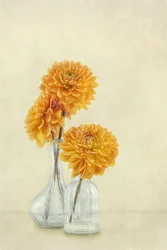 Dalie Soft Orange