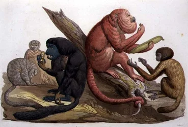 Scimmie del Sud America (litografia a colori)