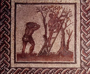 Arte gallo-romana: pavimento musivo raffigurante un calendario rustico. Scena della raccolta delle olive. Fine del II, inizio del III secolo d.C. Da Saint-Romain-en-Gal (Rodano). Saint-Germain-en-Laye, Museo nazionale di archeologia