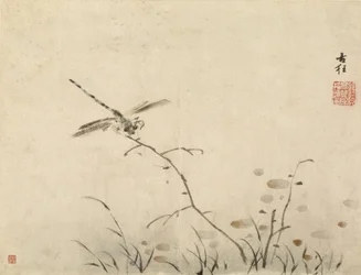 Libellula
