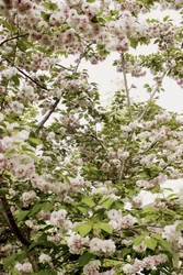 Fiori di ciliegio in primavera