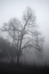 Il misterioso albero avvolto nella nebbia