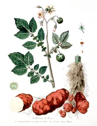 Patata, tavola botanica di G. de Nangis, Francia